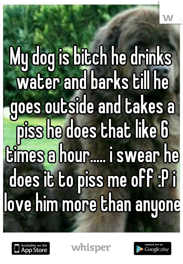 My dog is bitch he drinks water and barks till he goes outside and takes a piss he does that like 6 times a hour..... i swear he does it to piss me off :P i love him more than anyone