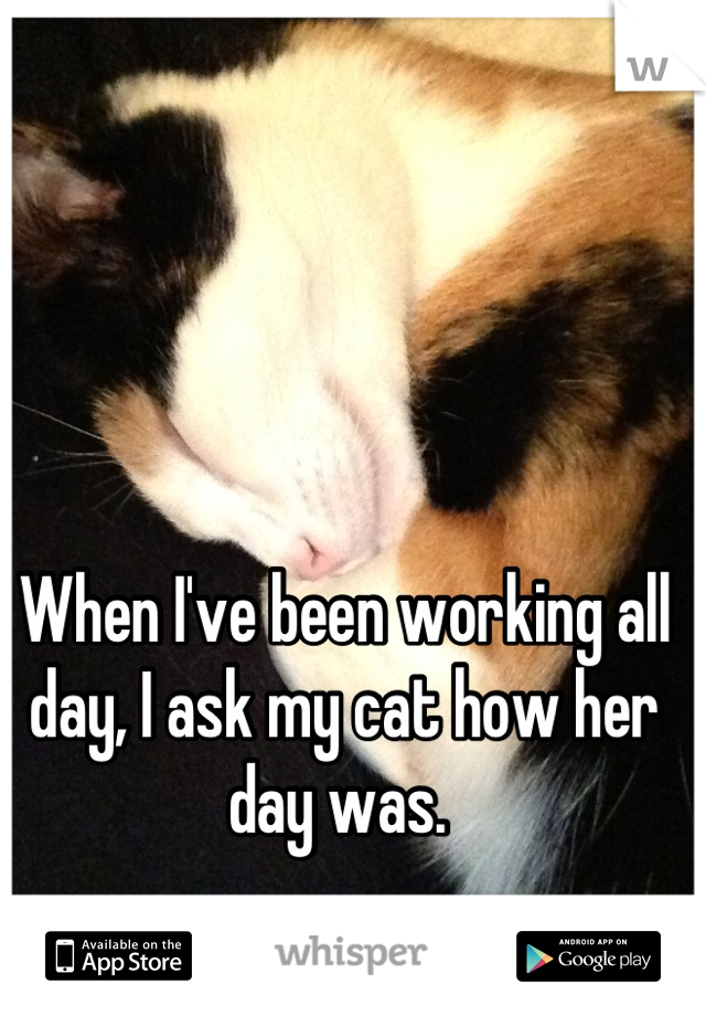 When I've been working all day, I ask my cat how her day was. 