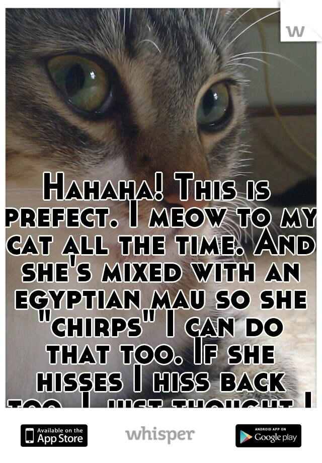 Hahaha! This is prefect. I meow to my cat all the time. And she's mixed with an egyptian mau so she "chirps" I can do that too. If she hisses I hiss back too. I just thought I was weird. :p 