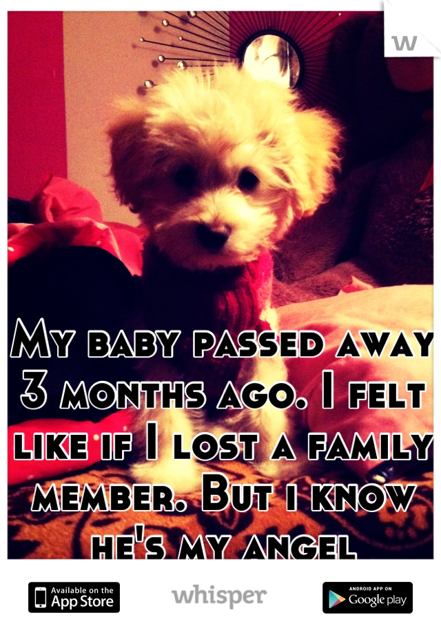 My baby passed away 3 months ago. I felt like if I lost a family member. But i know he's my angel looking out for me.