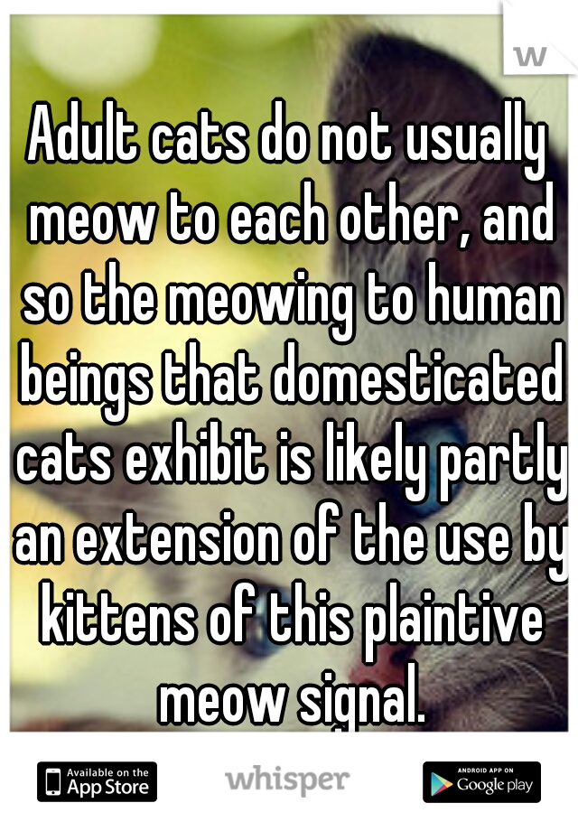 Adult cats do not usually meow to each other, and so the meowing to human beings that domesticated cats exhibit is likely partly an extension of the use by kittens of this plaintive meow signal.