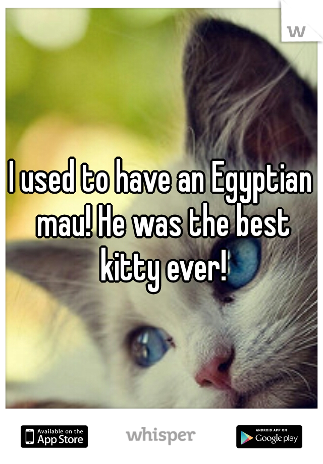 I used to have an Egyptian mau! He was the best kitty ever!