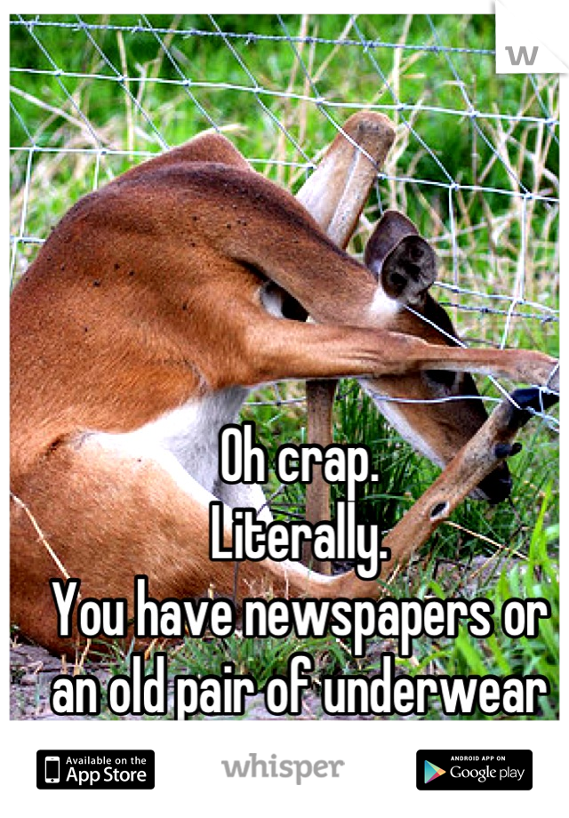 Oh crap.
Literally.
You have newspapers or an old pair of underwear you don care about?