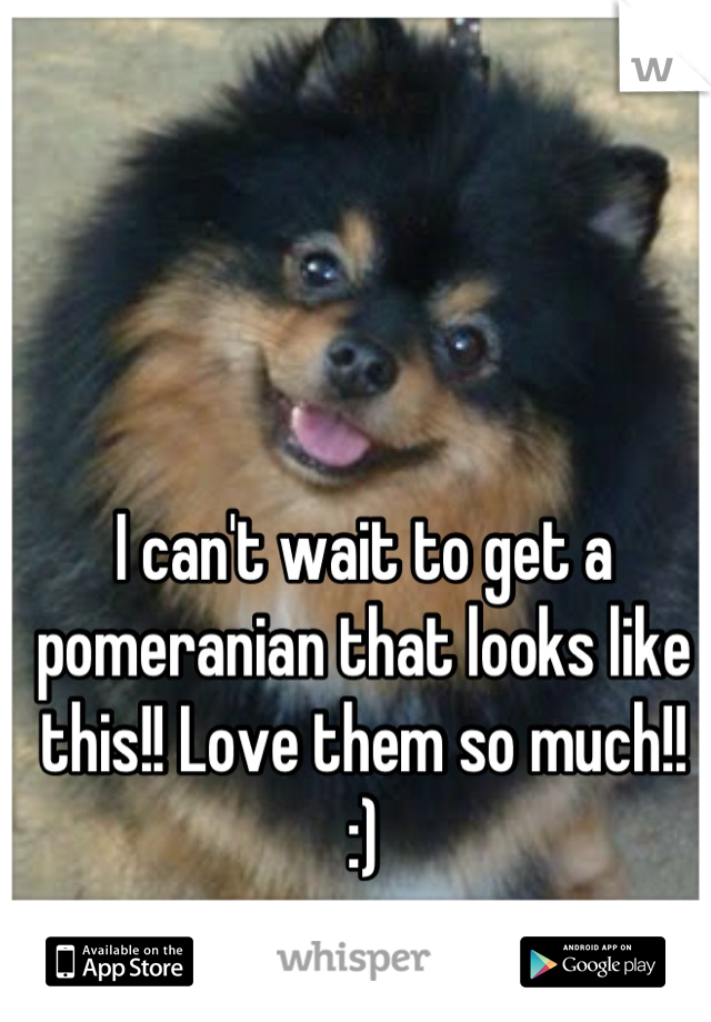 I can't wait to get a pomeranian that looks like this!! Love them so much!! :)