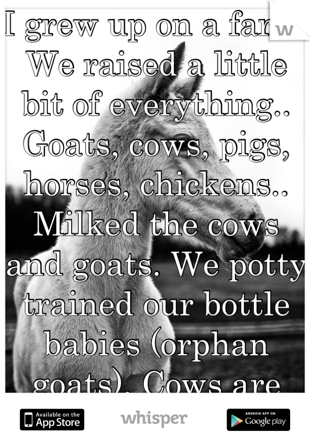 I grew up on a farm. We raised a little bit of everything.. Goats, cows, pigs, horses, chickens.. Milked the cows and goats. We potty trained our bottle babies (orphan goats). Cows are easy to milk. 