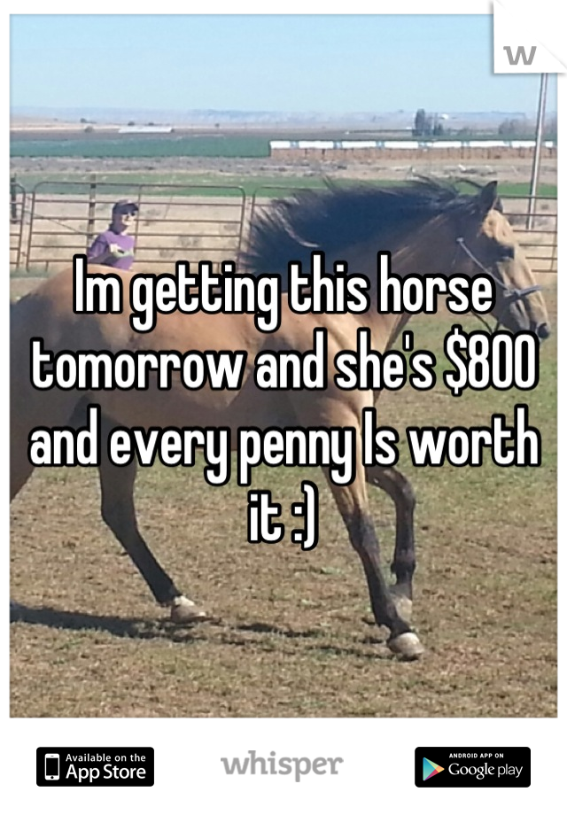 Im getting this horse tomorrow and she's $800 and every penny Is worth it :)