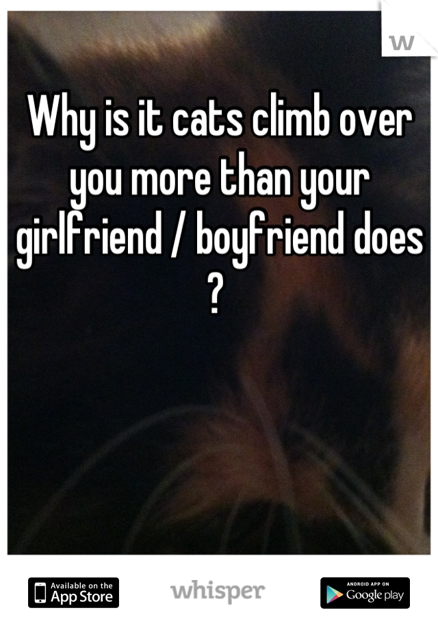 Why is it cats climb over you more than your girlfriend / boyfriend does ? 