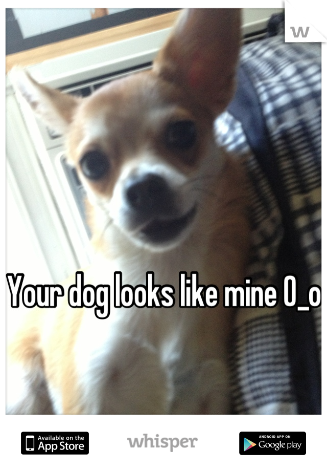 Your dog looks like mine O_o
