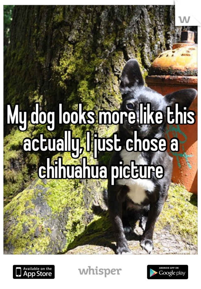 My dog looks more like this actually, I just chose a chihuahua picture