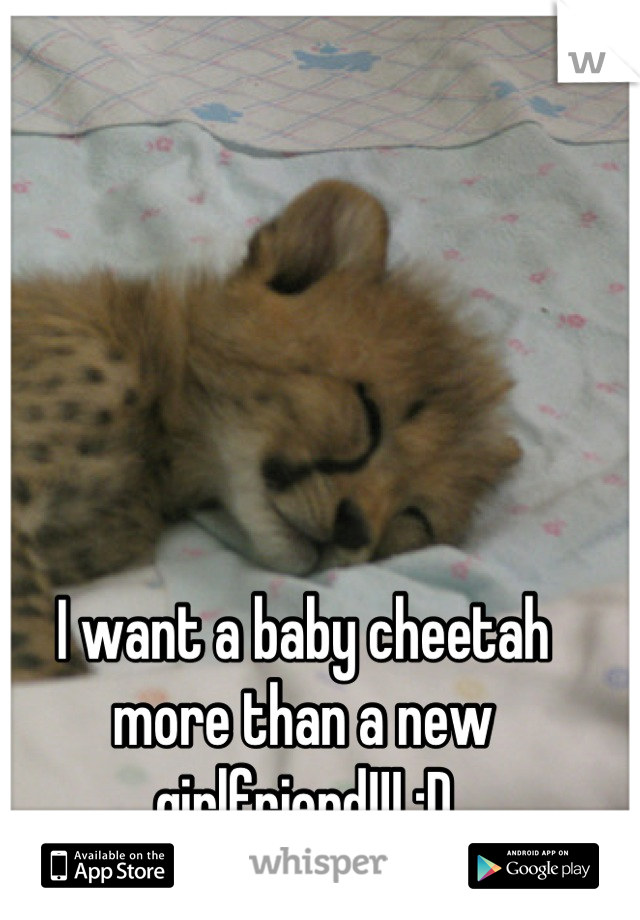 I want a baby cheetah more than a new girlfriend!!! :D