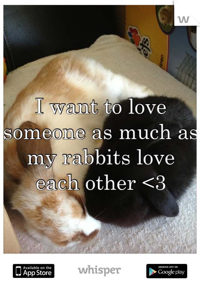 I want to love someone as much as my rabbits love each other <3