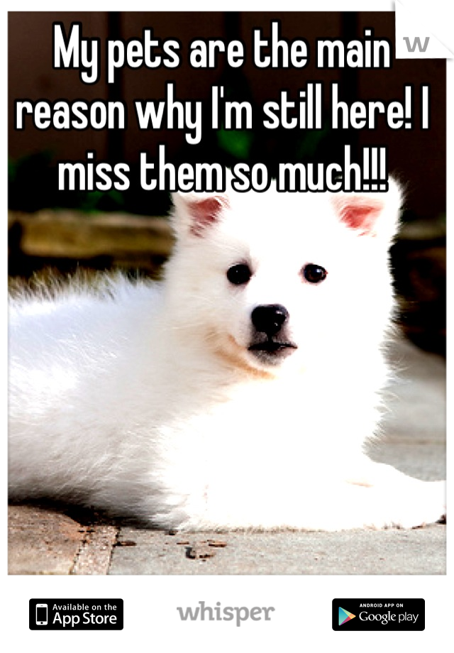 My pets are the main reason why I'm still here! I miss them so much!!!