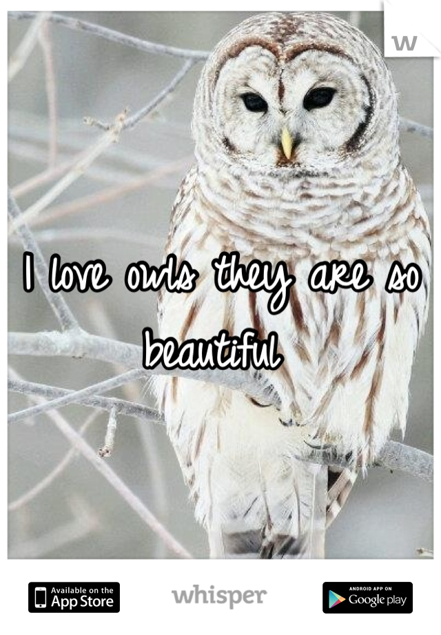 I love owls they are so beautiful 
