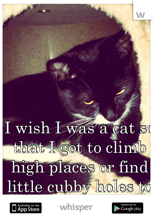 I wish I was a cat so that I got to climb high places or find little cubby holes to hide from humans...