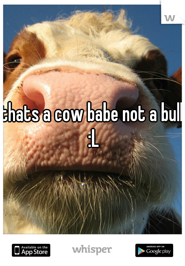 thats a cow babe not a bull :L