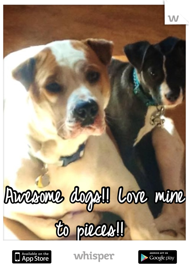 Awesome dogs!! Love mine to pieces!! 