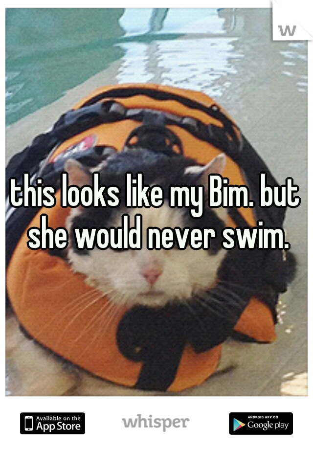 this looks like my Bim. but she would never swim.