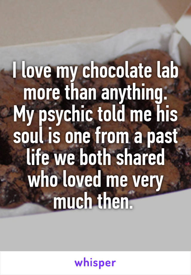 I love my chocolate lab more than anything. My psychic told me his soul is one from a past life we both shared who loved me very much then. 