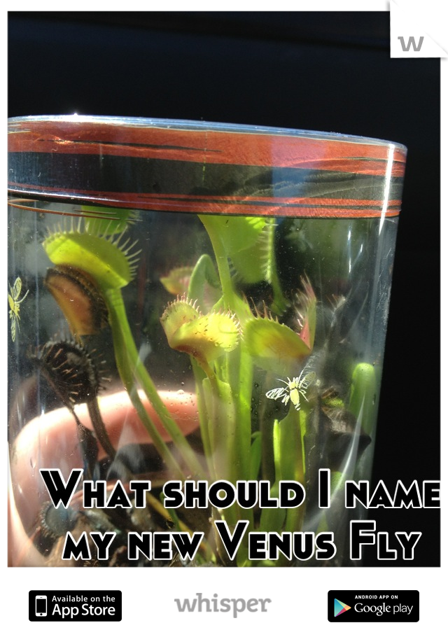 What should I name my new Venus Fly Trap? 