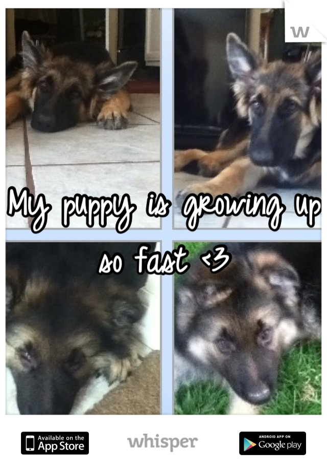 My puppy is growing up so fast <3