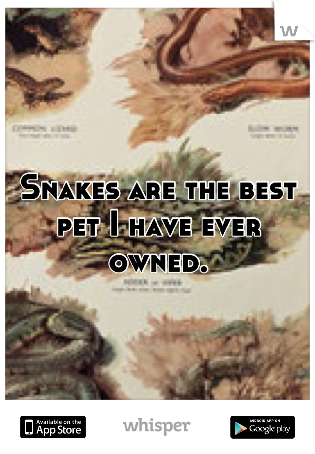 Snakes are the best pet I have ever owned.