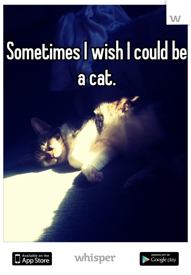 Sometimes I wish I could be a cat.