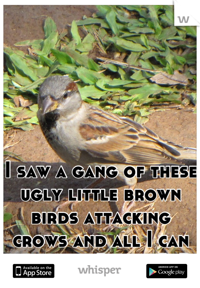 I saw a gang of these ugly little brown birds attacking crows and all I can think was "racist" :P 