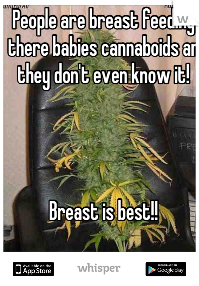 People are breast feeding there babies cannaboids an they don't even know it!




Breast is best!!