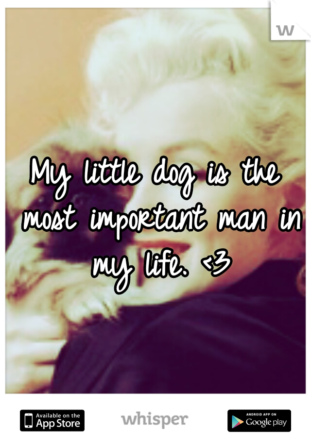 My little dog is the most important man in my life. <3