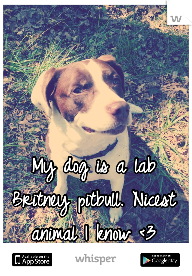 My dog is a lab Britney pitbull. Nicest animal I know <3