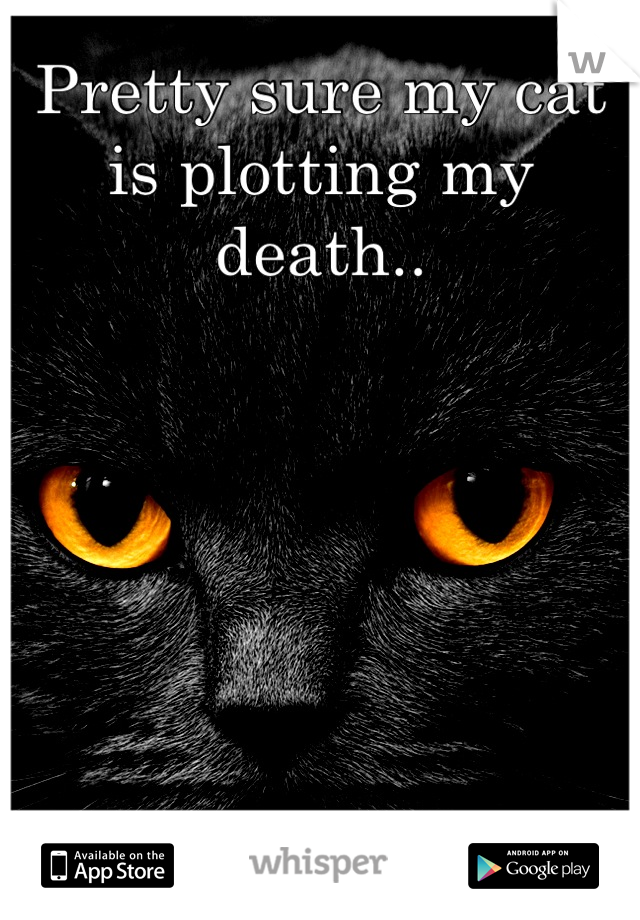 Pretty sure my cat is plotting my death..