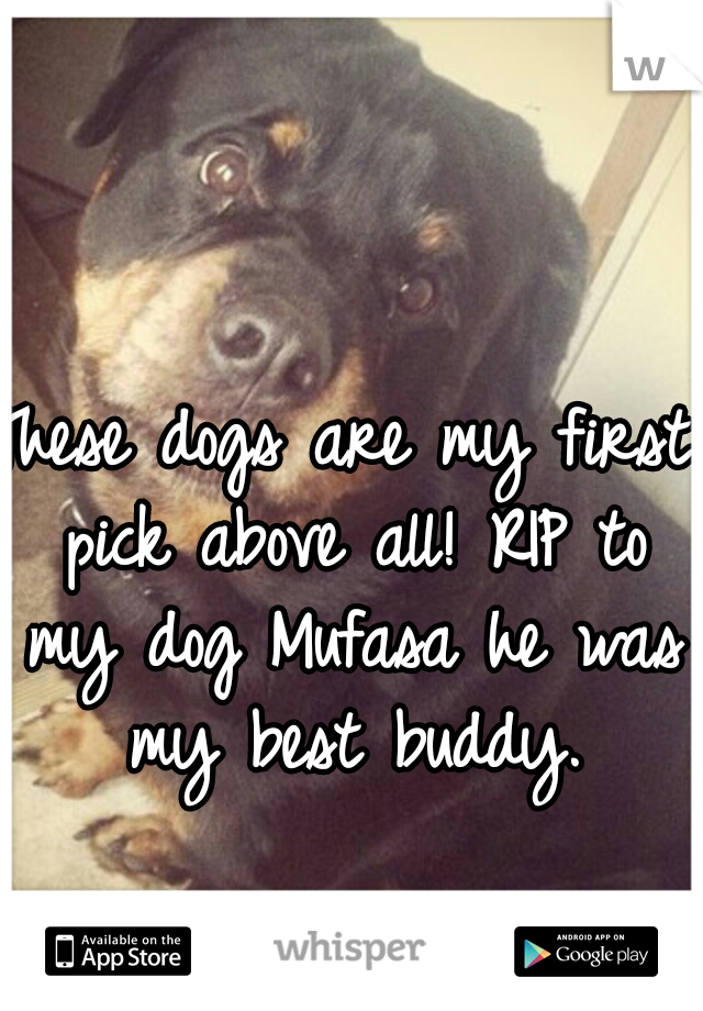 These dogs are my first pick above all! RIP to my dog Mufasa he was my best buddy.