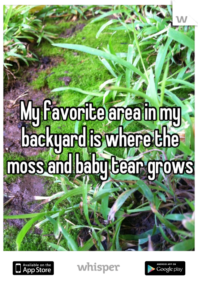 My favorite area in my backyard is where the moss and baby tear grows