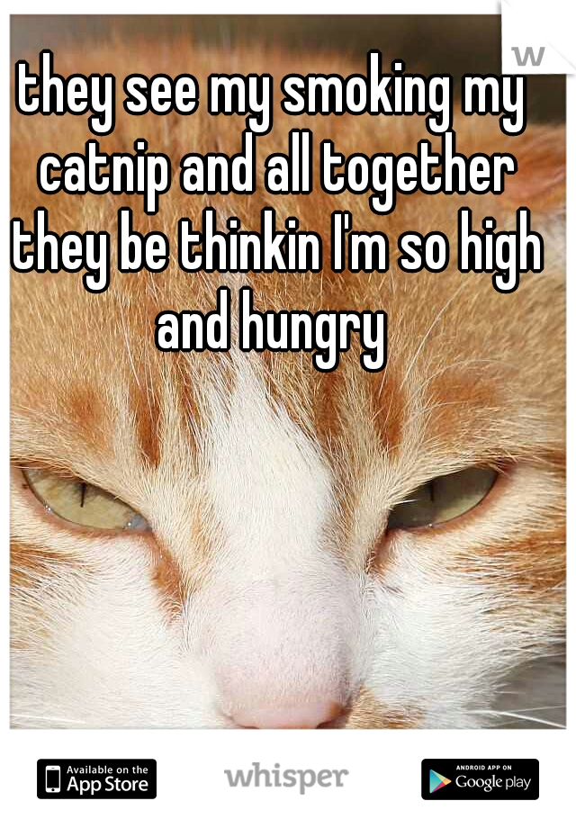 they see my smoking my catnip and all together they be thinkin I'm so high and hungry 
