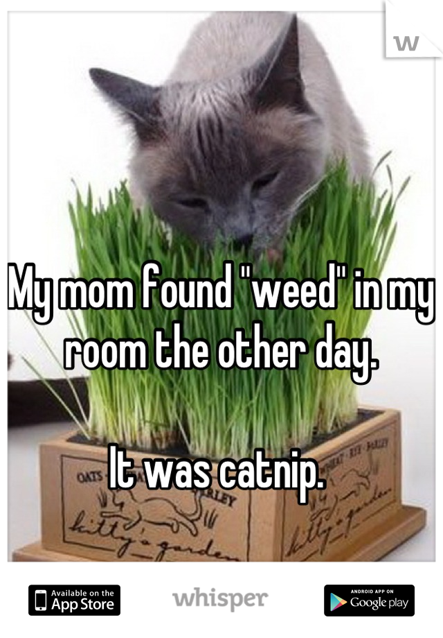 My mom found "weed" in my room the other day. 

It was catnip. 