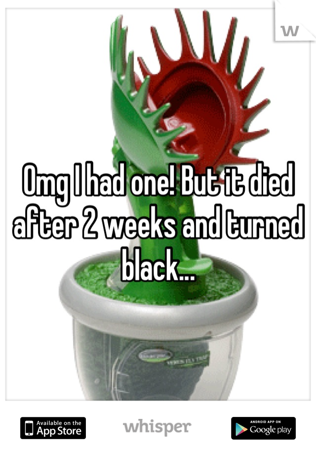 Omg I had one! But it died after 2 weeks and turned black...