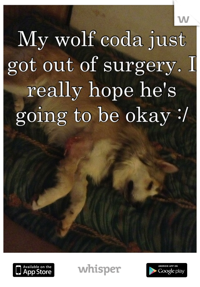My wolf coda just got out of surgery. I really hope he's going to be okay :/