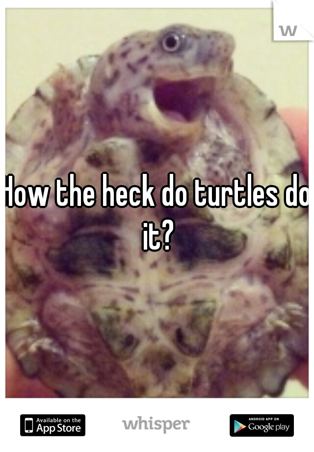 How the heck do turtles do it?