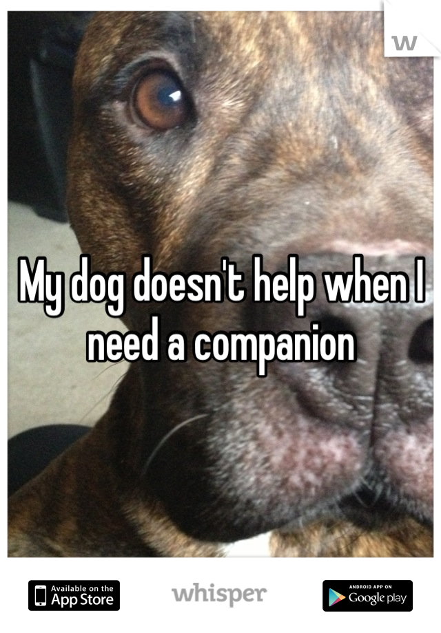 My dog doesn't help when I need a companion