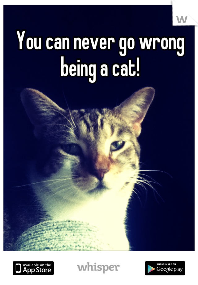 You can never go wrong being a cat!