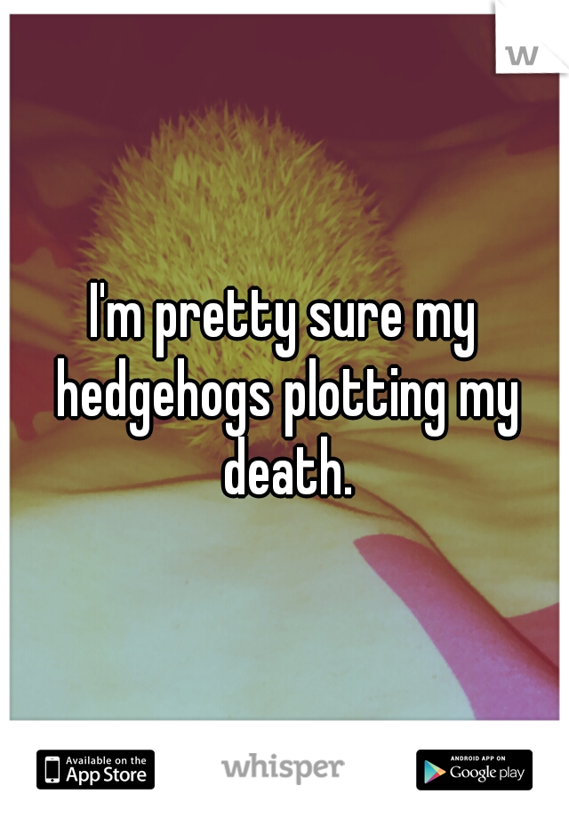 I'm pretty sure my hedgehogs plotting my death.