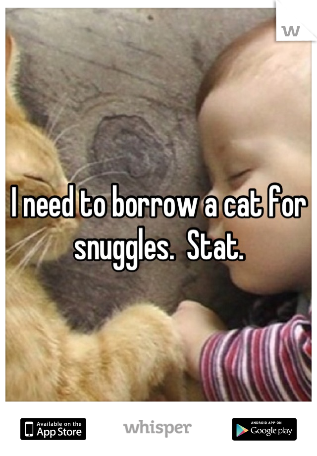 I need to borrow a cat for snuggles.  Stat.