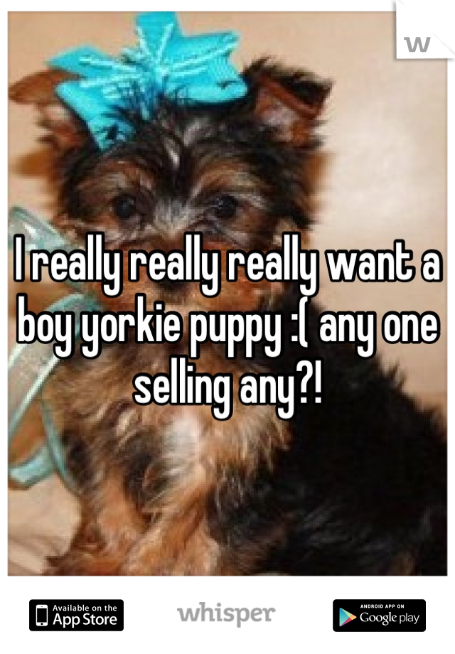 I really really really want a boy yorkie puppy :( any one selling any?!
