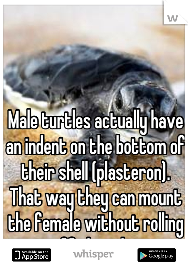 Male turtles actually have an indent on the bottom of their shell (plasteron). That way they can mount the female without rolling off the side. 