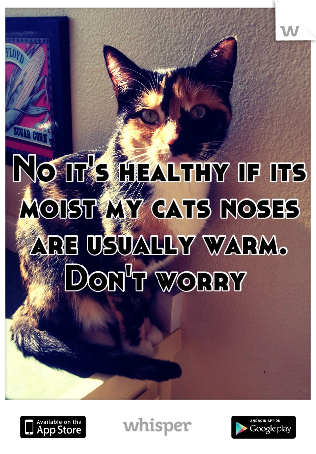 No it's healthy if its moist my cats noses are usually warm. Don't worry 
