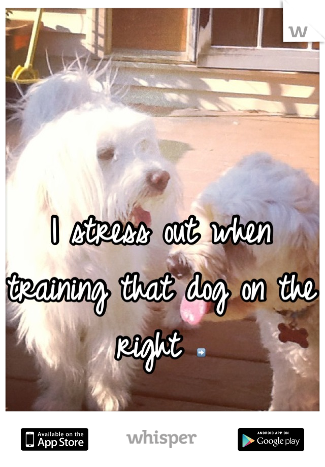 I stress out when training that dog on the right ➡