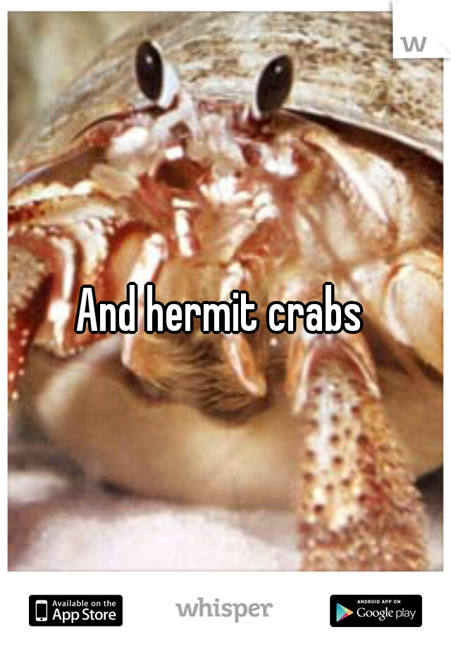 And hermit crabs 