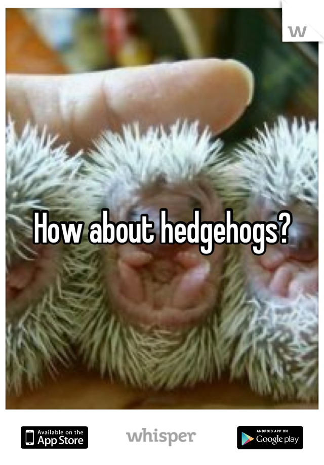 How about hedgehogs?
