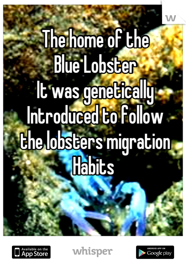 The home of the
Blue Lobster 
It was genetically 
Introduced to follow 
the lobsters migration 
Habits 
