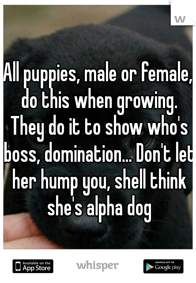 All puppies, male or female, do this when growing. They do it to show who's boss, domination... Don't let her hump you, shell think she's alpha dog